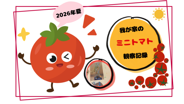 小学2年生の夏休みの課題で出されるミニトマトの観察記録